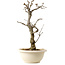Wisteria sinensis, 50 cm, ± 25 years old, with a nebari of 11 cm, in a broken pot