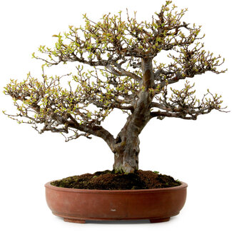 Pseudocydonia sinensis, 59 cm, ± 25 años de edad