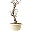 Wisteria sinensis, 50 cm, ± 25 years old, with a nebari of 11 cm, in a broken pot