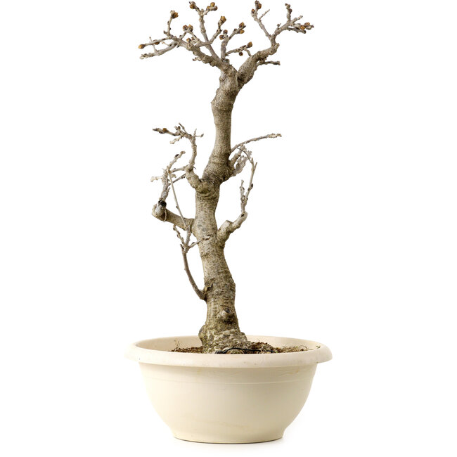 Wisteria sinensis, 50 cm, ± 25 años, con un nebari de 11 cm, en una maceta rota.