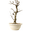 Wisteria sinensis, 50 cm, ± 25 years old, with a nebari of 11 cm, in a broken pot