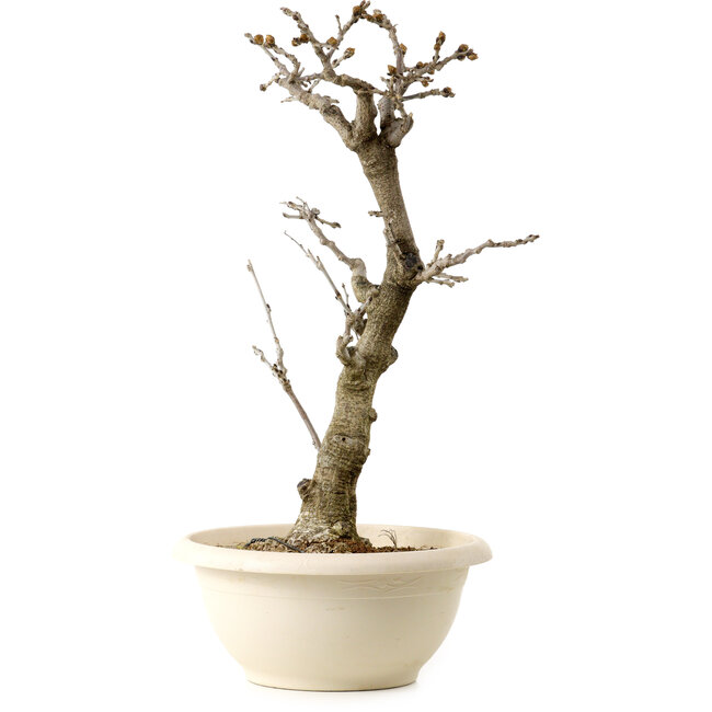 Wisteria sinensis, 50 cm, ± 25 años, con un nebari de 11 cm, en una maceta rota.