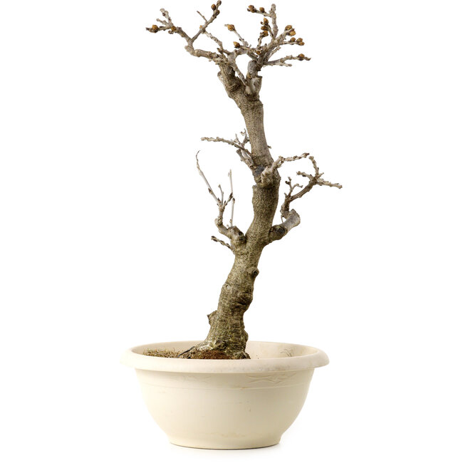 Wisteria sinensis, 50 cm, ± 25 años, con un nebari de 11 cm, en una maceta rota.
