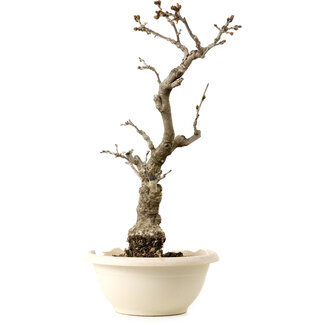 Wisteria sinensis, 50 cm, ± 25 ans