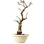Wisteria sinensis, 50 cm, environ 25 ans, avec un nebari de 11 cm, dans un pot cassé