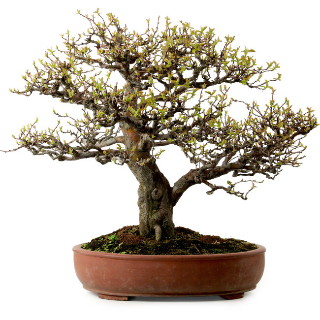 Pseudocydonia sinensis, 59 cm, ± 25 jaar oud, met een nebari van 13 cm