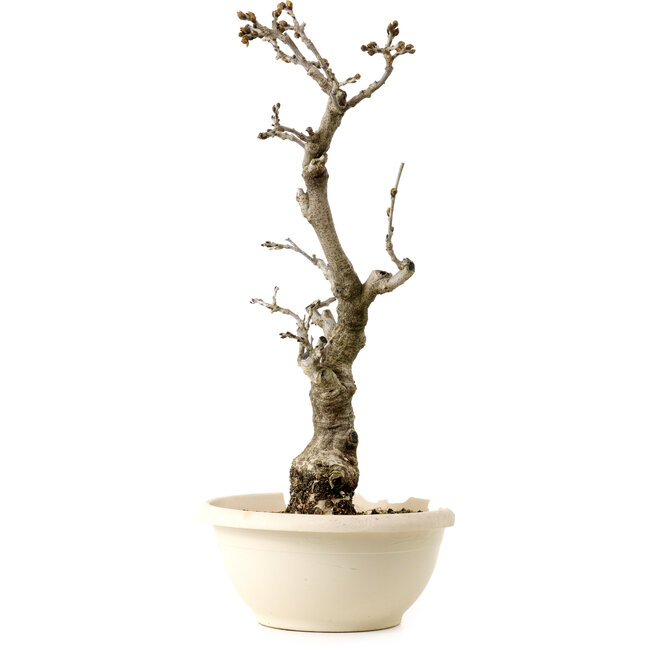 Wisteria sinensis, 50 cm, environ 25 ans, avec un nebari de 11 cm, dans un pot cassé