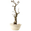 Wisteria sinensis, 50 cm, ± 25 anni, con nebari di 11 cm, in un vaso rotto