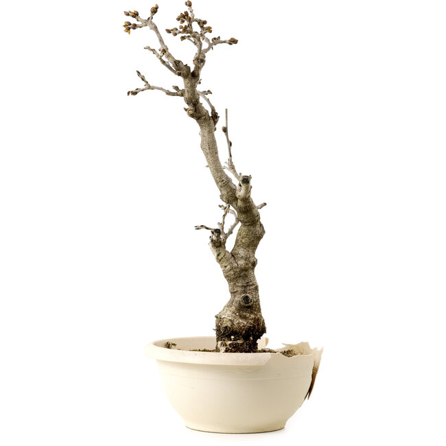 Chinesischer Blauregen (Wisteria sinensis), 50 cm, ca. 25 Jahre alt, mit einem Wurzelhals von 11 cm, in einem zerbrochenen Topf