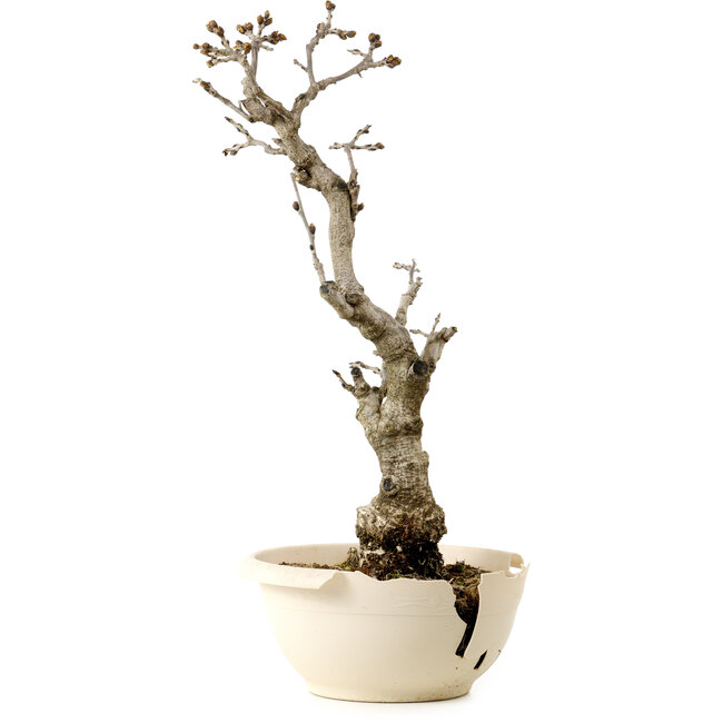 Wisteria sinensis, 50 cm, environ 25 ans, avec un nebari de 11 cm, dans un pot cassé