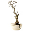 Wisteria sinensis, 50 cm, environ 25 ans, avec un nebari de 11 cm, dans un pot cassé