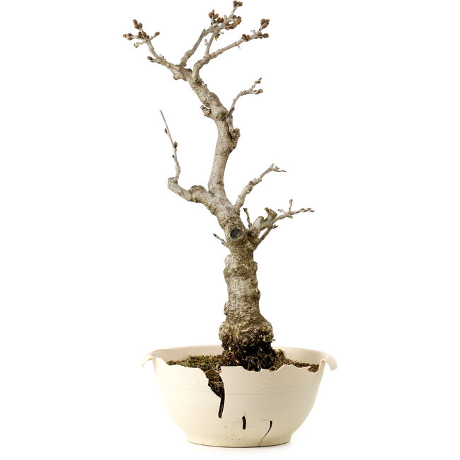 Wisteria sinensis, 50 cm, ± 25 anni, con nebari di 11 cm, in un vaso rotto