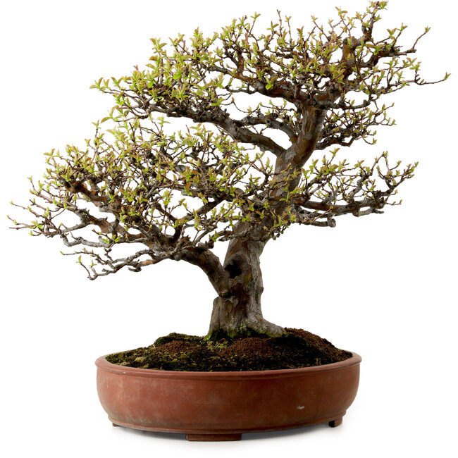 Pseudocydonia sinensis, 59 cm, ± 25 jaar oud, met een nebari van 13 cm