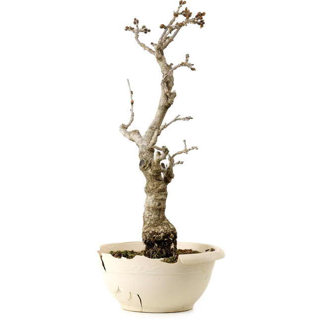 Chinesischer Blauregen (Wisteria sinensis), 50 cm, ca. 25 Jahre alt, mit einem Wurzelhals von 11 cm, in einem zerbrochenen Topf