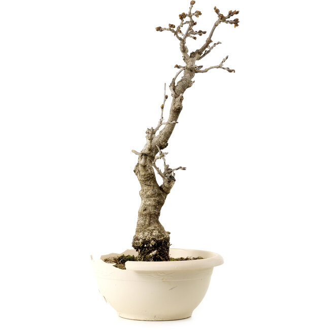 Wisteria sinensis, 50 cm, environ 25 ans, avec un nebari de 11 cm, dans un pot cassé