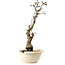 Wisteria sinensis, 50 cm, ± 25 anni, con nebari di 11 cm, in un vaso rotto
