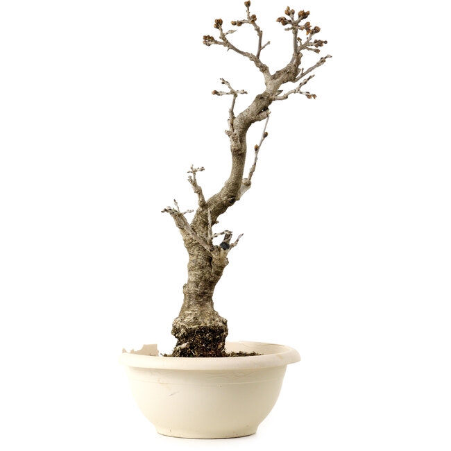 Wisteria sinensis, 50 cm, ± 25 años, con un nebari de 11 cm, en una maceta rota.