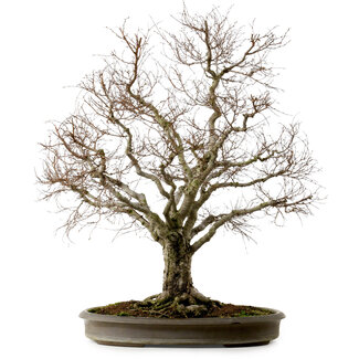 Zelkova serrata, 67 cm, ± 30 Jahre alt