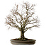Zelkova serrata, 67 cm, ± 30 anni, con nebari di 20 cm