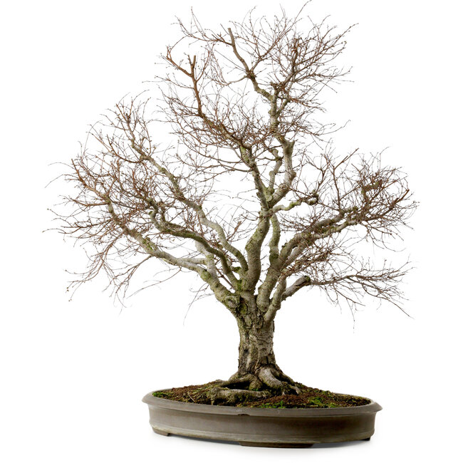 Zelkova serrata, 67 cm, ± 30 years old, with a nebari of 20 cm
