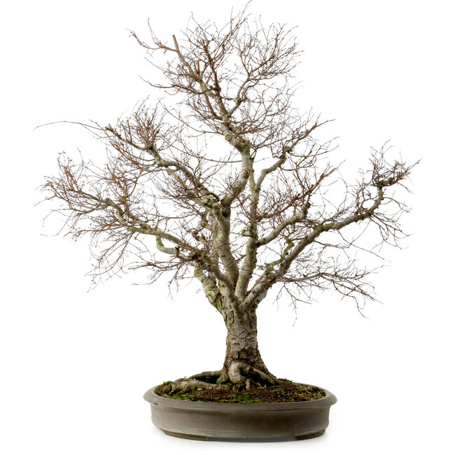 Zelkova serrata, 67 cm, ± 30 años, con un nebari de 20 cm