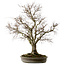 Zelkova serrata, 67 cm, ± 30 ans, avec un nebari de 20 cm