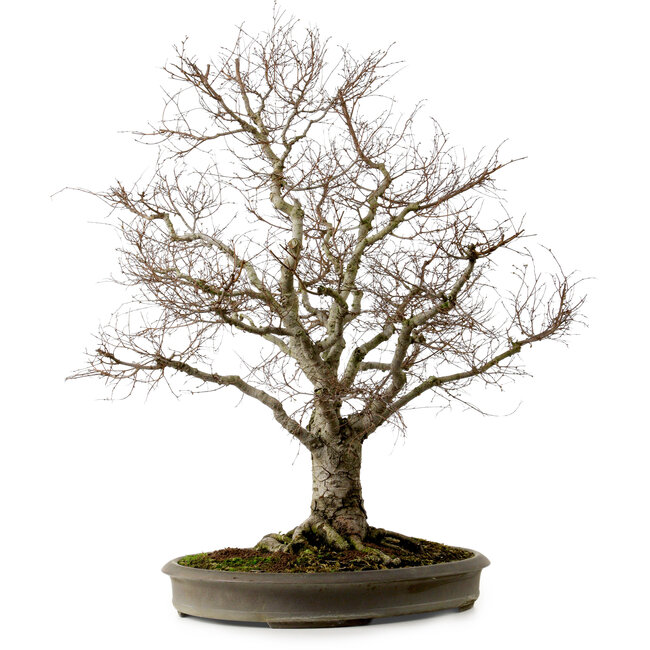 Zelkova serrata, 67 cm, ± 30 years old, with a nebari of 20 cm