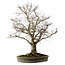 Zelkova serrata, 67 cm, ± 30 years old, with a nebari of 20 cm