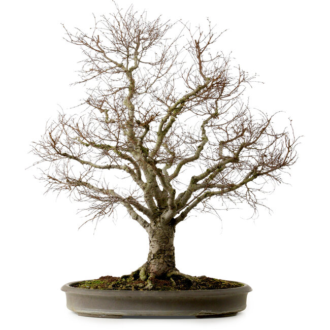 Zelkova serrata, 67 cm, ± 30 anni, con nebari di 20 cm
