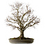 Zelkova serrata, 67 cm, ± 30 anni, con nebari di 20 cm