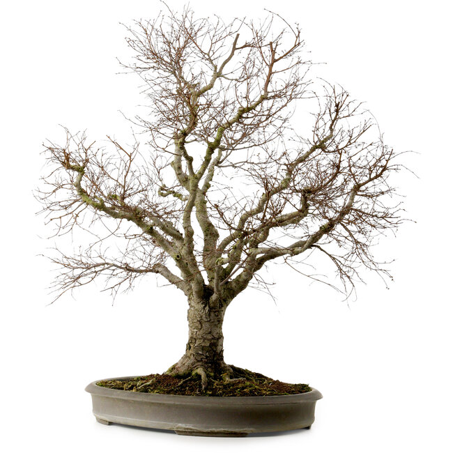 Zelkova serrata, 67 cm, ± 30 anni, con nebari di 20 cm