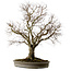 Zelkova serrata, 67 cm, ± 30 anni, con nebari di 20 cm