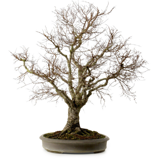 Zelkova serrata, 67 cm, ± 30 años, con un nebari de 20 cm