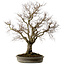 Zelkova serrata, 67 cm, ± 30 years old, with a nebari of 20 cm
