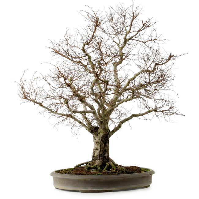 Zelkova serrata, 67 cm, ± 30 years old, with a nebari of 20 cm