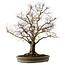 Zelkova serrata, 67 cm, ± 30 Jahre alt, mit einem Nebari von 20 cm
