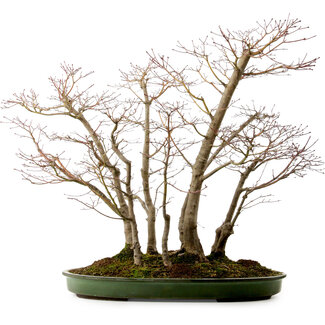 Acer palmatum, 73 cm, ± 25 Jahre alt