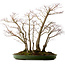 Acer palmatum, 73 cm, ± 25 Jahre alt