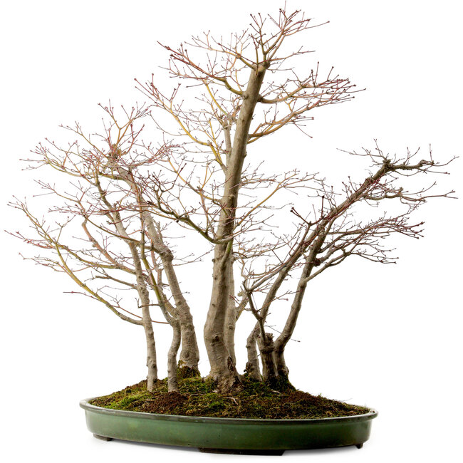 Acer palmatum, 73 cm, ± 25 ans