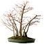 Acer palmatum, 73 cm, ± 25 ans
