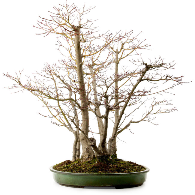 Acer palmatum, 73 cm, ± 25 years old
