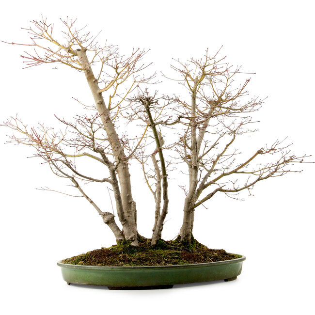 Acer palmatum, 73 cm, ± 25 Jahre alt