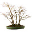 Acer palmatum, 73 cm, ± 25 years old