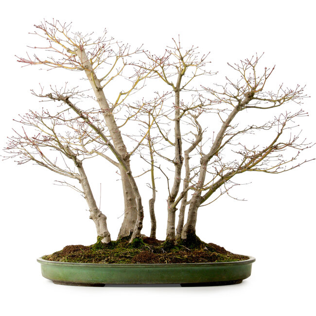 Acero palmato, 73 cm, ± 25 anni