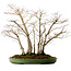 Acer palmatum, 73 cm, ± 25 years old