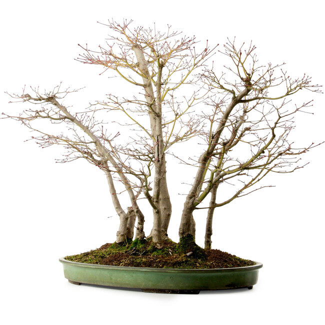 Acero palmato, 73 cm, ± 25 anni