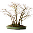Acer palmatum, 73 cm, ± 25 años