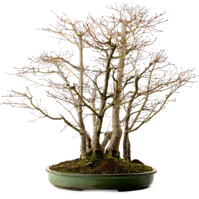 Acer palmatum, 73 cm, ± 25 años