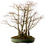 Acer palmatum, 73 cm, ± 25 Jahre alt
