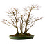 Acer palmatum, 73 cm, ± 25 Jahre alt